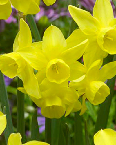 Narcis botanický Sunlight Sensation 12/14, 100 ks